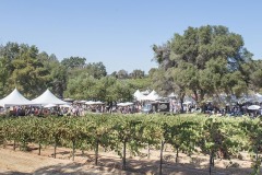 Barbera56crop