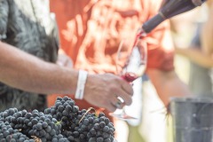 Barbera6