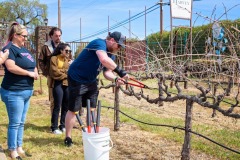 behind-cellar-door-amador-wine-tasting-pruning-2