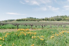 behind-cellar-door-amador-wine-tasting-spring-2