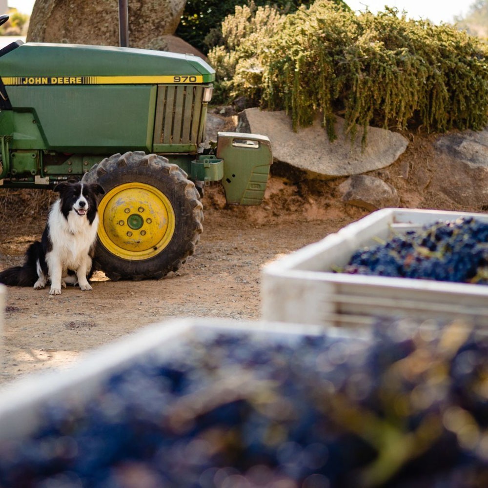 Amador Wine Event Big Crush Harvest Wine Festival Amador Wine Country