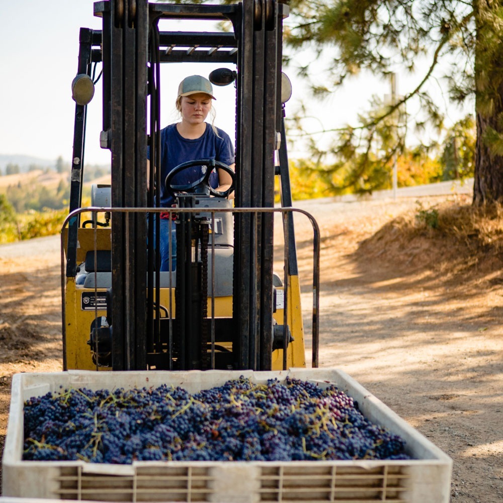 Amador Wine Event Big Crush Harvest Wine Festival Amador Wine Country