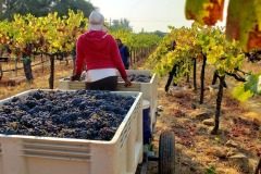 amador-events-big-crush-festival-harvest