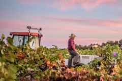 amador-events-big-crush-harvest-tractor