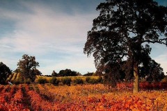 amador-events-big-crush-harvest