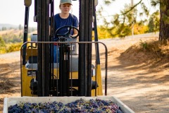 amador-events-big-crush-wine-crate