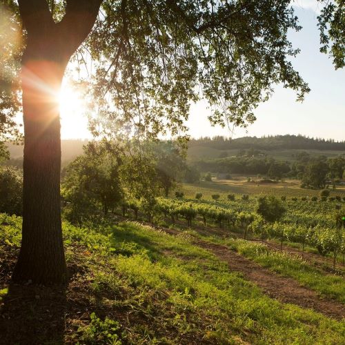 sobon estate winery vineyard