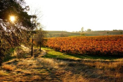 Amador Wine Country Region | Amador Vintner's Assoc. Wineries