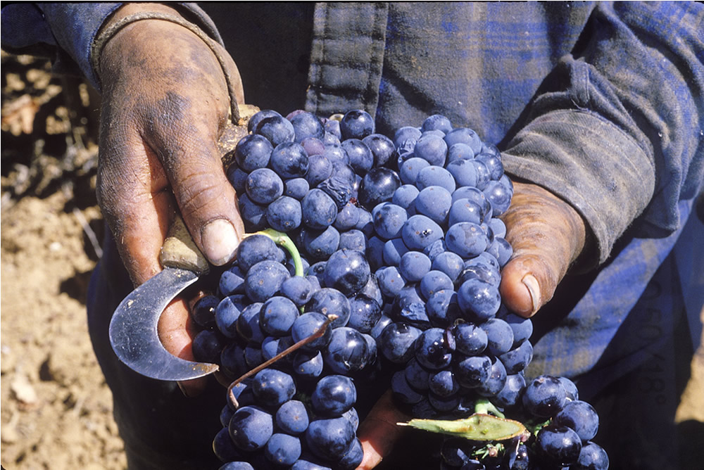 amador wine grapes held by worker