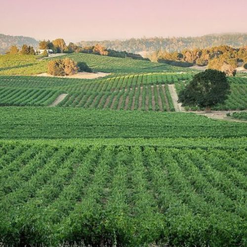 Bella Grace Vineyards Sutter Creek - Amador Wine Country